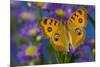 Peacock pansy, Junonia almana found in Southeast Asia resting on flowering Asters.-Darrell Gulin-Mounted Photographic Print