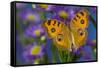 Peacock pansy, Junonia almana found in Southeast Asia resting on flowering Asters.-Darrell Gulin-Framed Stretched Canvas