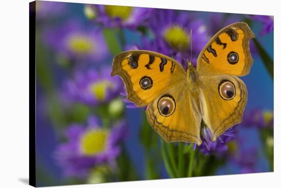 Peacock pansy, Junonia almana found in Southeast Asia resting on flowering Asters.-Darrell Gulin-Stretched Canvas