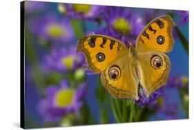Peacock pansy, Junonia almana found in Southeast Asia resting on flowering Asters.-Darrell Gulin-Stretched Canvas