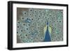 Peacock Paradise V-Veronique Charron-Framed Art Print