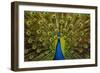 Peacock Pavo Cristatus Displaying Tail-Paul Stewart-Framed Photographic Print