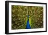 Peacock Pavo Cristatus Displaying Tail-Paul Stewart-Framed Photographic Print