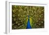 Peacock Pavo Cristatus Displaying Tail-Paul Stewart-Framed Photographic Print