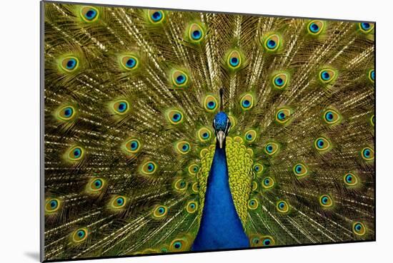 Peacock Pavo Cristatus Displaying Tail-Paul Stewart-Mounted Photographic Print