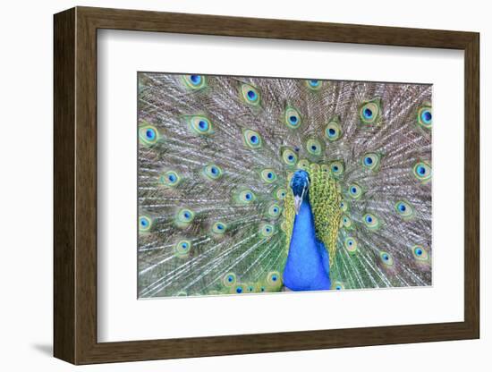 Peacock (Pavo Cristatus), Sequim, Olympic Peninsula, Washington, United States of America-Richard Maschmeyer-Framed Photographic Print