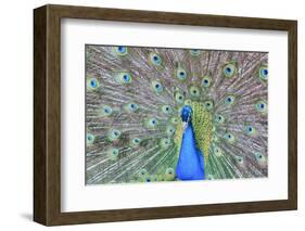 Peacock (Pavo Cristatus), Sequim, Olympic Peninsula, Washington, United States of America-Richard Maschmeyer-Framed Photographic Print