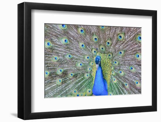 Peacock (Pavo Cristatus), Sequim, Olympic Peninsula, Washington, United States of America-Richard Maschmeyer-Framed Photographic Print