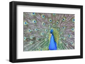 Peacock (Pavo Cristatus), Sequim, Olympic Peninsula, Washington, United States of America-Richard Maschmeyer-Framed Photographic Print