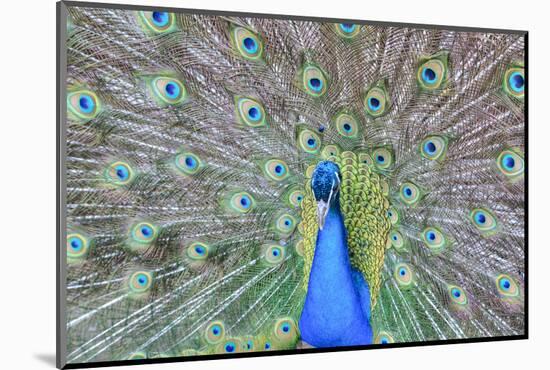 Peacock (Pavo Cristatus), Sequim, Olympic Peninsula, Washington, United States of America-Richard Maschmeyer-Mounted Photographic Print