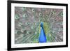 Peacock (Pavo Cristatus), Sequim, Olympic Peninsula, Washington, United States of America-Richard Maschmeyer-Framed Photographic Print