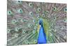 Peacock (Pavo Cristatus), Sequim, Olympic Peninsula, Washington, United States of America-Richard Maschmeyer-Mounted Photographic Print