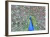 Peacock (Pavo Cristatus), Sequim, Olympic Peninsula, Washington, United States of America-Richard Maschmeyer-Framed Photographic Print