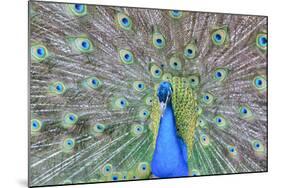 Peacock (Pavo Cristatus), Sequim, Olympic Peninsula, Washington, United States of America-Richard Maschmeyer-Mounted Photographic Print