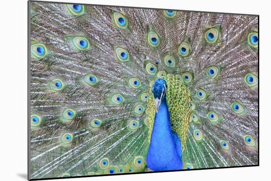 Peacock (Pavo Cristatus), Sequim, Olympic Peninsula, Washington, United States of America-Richard Maschmeyer-Mounted Photographic Print