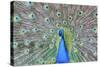 Peacock (Pavo Cristatus), Sequim, Olympic Peninsula, Washington, United States of America-Richard Maschmeyer-Stretched Canvas