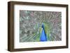 Peacock (Pavo Cristatus), Sequim, Olympic Peninsula, Washington, United States of America-Richard Maschmeyer-Framed Premium Photographic Print