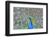 Peacock (Pavo Cristatus), Sequim, Olympic Peninsula, Washington, United States of America-Richard Maschmeyer-Framed Premium Photographic Print