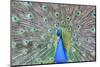 Peacock (Pavo Cristatus), Sequim, Olympic Peninsula, Washington, United States of America-Richard Maschmeyer-Mounted Premium Photographic Print