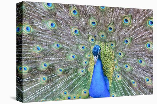 Peacock (Pavo Cristatus), Sequim, Olympic Peninsula, Washington, United States of America-Richard Maschmeyer-Stretched Canvas