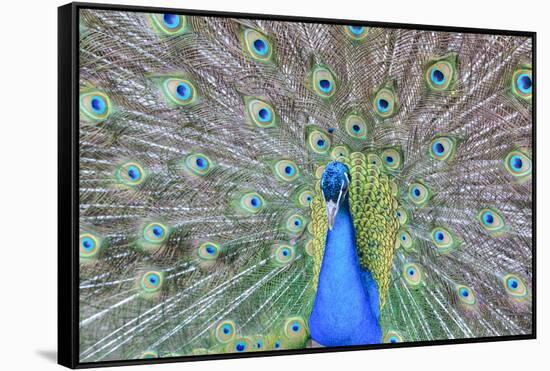 Peacock (Pavo Cristatus), Sequim, Olympic Peninsula, Washington, United States of America-Richard Maschmeyer-Framed Stretched Canvas