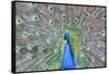 Peacock (Pavo Cristatus), Sequim, Olympic Peninsula, Washington, United States of America-Richard Maschmeyer-Framed Stretched Canvas