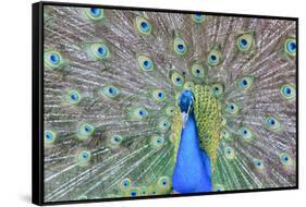 Peacock (Pavo Cristatus), Sequim, Olympic Peninsula, Washington, United States of America-Richard Maschmeyer-Framed Stretched Canvas