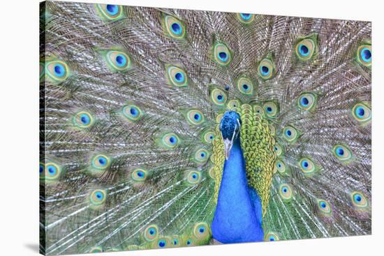 Peacock (Pavo Cristatus), Sequim, Olympic Peninsula, Washington, United States of America-Richard Maschmeyer-Stretched Canvas