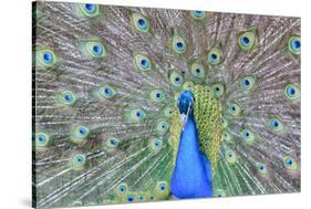 Peacock (Pavo Cristatus), Sequim, Olympic Peninsula, Washington, United States of America-Richard Maschmeyer-Stretched Canvas