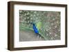 Peacock (Pavo Cristatus), Sequim, Olympic Peninsula, Washington, United States of America-Richard Maschmeyer-Framed Premium Photographic Print