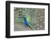 Peacock (Pavo Cristatus), Sequim, Olympic Peninsula, Washington, United States of America-Richard Maschmeyer-Framed Premium Photographic Print