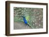 Peacock (Pavo Cristatus), Sequim, Olympic Peninsula, Washington, United States of America-Richard Maschmeyer-Framed Photographic Print