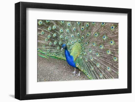 Peacock (Pavo Cristatus), Sequim, Olympic Peninsula, Washington, United States of America-Richard Maschmeyer-Framed Photographic Print