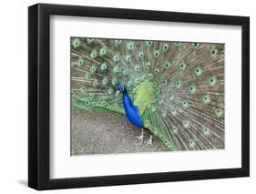 Peacock (Pavo Cristatus), Sequim, Olympic Peninsula, Washington, United States of America-Richard Maschmeyer-Framed Photographic Print
