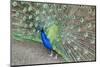 Peacock (Pavo Cristatus), Sequim, Olympic Peninsula, Washington, United States of America-Richard Maschmeyer-Mounted Photographic Print