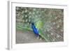 Peacock (Pavo Cristatus), Sequim, Olympic Peninsula, Washington, United States of America-Richard Maschmeyer-Framed Photographic Print