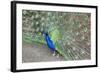 Peacock (Pavo Cristatus), Sequim, Olympic Peninsula, Washington, United States of America-Richard Maschmeyer-Framed Photographic Print