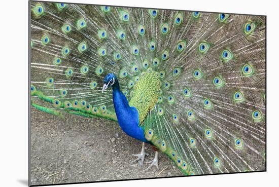 Peacock (Pavo Cristatus), Sequim, Olympic Peninsula, Washington, United States of America-Richard Maschmeyer-Mounted Photographic Print