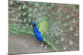 Peacock (Pavo Cristatus), Sequim, Olympic Peninsula, Washington, United States of America-Richard Maschmeyer-Mounted Photographic Print