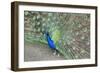 Peacock (Pavo Cristatus), Sequim, Olympic Peninsula, Washington, United States of America-Richard Maschmeyer-Framed Photographic Print