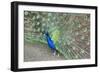 Peacock (Pavo Cristatus), Sequim, Olympic Peninsula, Washington, United States of America-Richard Maschmeyer-Framed Photographic Print