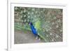 Peacock (Pavo Cristatus), Sequim, Olympic Peninsula, Washington, United States of America-Richard Maschmeyer-Framed Photographic Print