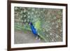 Peacock (Pavo Cristatus), Sequim, Olympic Peninsula, Washington, United States of America-Richard Maschmeyer-Framed Photographic Print