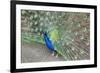 Peacock (Pavo Cristatus), Sequim, Olympic Peninsula, Washington, United States of America-Richard Maschmeyer-Framed Photographic Print