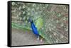 Peacock (Pavo Cristatus), Sequim, Olympic Peninsula, Washington, United States of America-Richard Maschmeyer-Framed Stretched Canvas