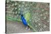 Peacock (Pavo Cristatus), Sequim, Olympic Peninsula, Washington, United States of America-Richard Maschmeyer-Stretched Canvas