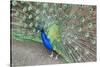 Peacock (Pavo Cristatus), Sequim, Olympic Peninsula, Washington, United States of America-Richard Maschmeyer-Stretched Canvas