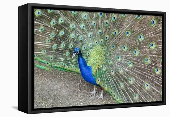 Peacock (Pavo Cristatus), Sequim, Olympic Peninsula, Washington, United States of America-Richard Maschmeyer-Framed Stretched Canvas