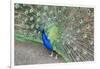 Peacock (Pavo Cristatus), Sequim, Olympic Peninsula, Washington, United States of America-Richard Maschmeyer-Framed Photographic Print