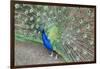 Peacock (Pavo Cristatus), Sequim, Olympic Peninsula, Washington, United States of America-Richard Maschmeyer-Framed Photographic Print